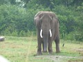 African Elephants in the rain (4)